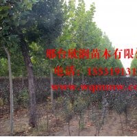 欣潤苗木大量供應紫葉矮櫻 2公分