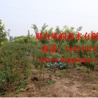 欣潤苗木大量供應榆葉梅 高1.5米