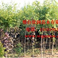欣潤(rùn)苗木大量供應(yīng)五角楓