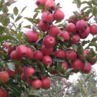 矮化美國八號蘋果苗，矮化秦冠蘋果苗，矮化神富一號蘋果苗，
