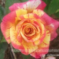 大量批發供應斑點條紋月季阿比莎林卡