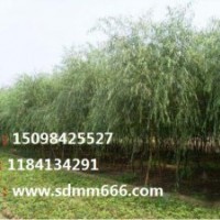 常年大量供應1-40公分毛白楊，107速生楊，國槐，刺槐，龍爪槐