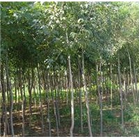 產地供應1-20公分白蠟，絨毛白臘，白蠟樹