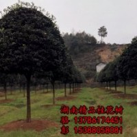 哪些因素決定了湖南苗木，湖南花木，湖南色塊小苗的價格？