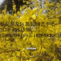 山東泰安連翹苗批發價格