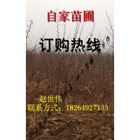 山東臨沂大量供應一年皂角兩年皂角 量大從優