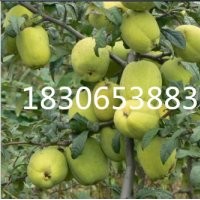 光皮木瓜特賣、16公分光皮木瓜供應(yīng)