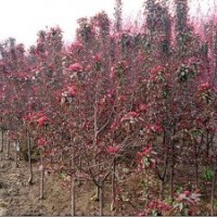 供應紅寶石海棠，碧桃，北欒，紅葉李