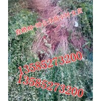 40-50公分高小葉女貞價格，江蘇批發價40-50公分高小葉女貞價格