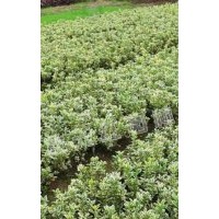 供應紅花檵木、紅葉石楠、金邊黃楊