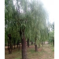 皂角 皂角規格 2公分--98公分