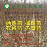 低價(jià)出售花椒苗、桃樹苗、毛桃苗、梨樹苗、海棠苗、速生楊、欒樹