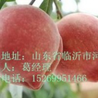 占地桃樹苗，晚熟桃苗，嫁接桃樹苗，桃樹苗價格，新品種桃樹苗
