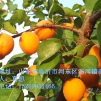 杏樹苗批發，新品種杏樹苗價格，凱特金太陽杏