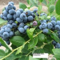 三莓基地漿果苗圃出售優(yōu)質(zhì)藍(lán)越莓苗、鈣果苗、黑莓苗、黑樹莓苗