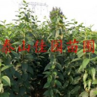 1年生杜仲樹苗哪里有佳園苗圃大量供應杜仲樹苗