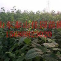 1-3米杜仲樹苗最新價格佳園苗圃批發直銷杜仲樹苗