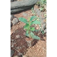 供應海南地區各種綠化苗木