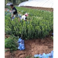 側柏，冬青，金葉女貞，白玉簪，黃楊