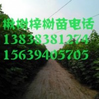 河南楸樹！楸樹價格！太康楸樹行情