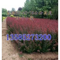 紅葉小檗高度30-40公分，紅葉小檗色帶苗價格-江蘇紅葉小檗產地價