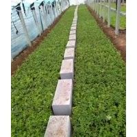 基地直供，質優(yōu)量大，1-6年各種高度各種年限分枝的中天四季玫瑰