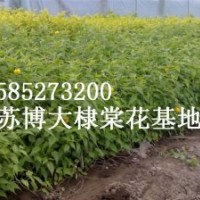 棣棠小苗價格，基地棣棠價格報價，江蘇棣棠價格報價