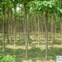 供應楸樹10-20公分價格低，樹形好