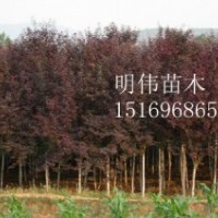 花卉之鄉————青州 矮牽牛（紅色，粉色，紫色，白色）、鼠尾