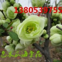 供應變色木瓜花