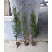 營養缽側柏