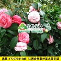 十八學士茶花 茶花小苗綠化苗木供應