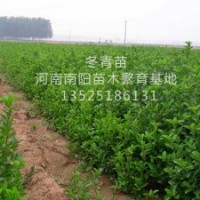 河南南陽冬青苗供應