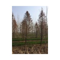 中山杉產地 中山杉苗木