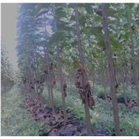 供應楸樹苗，1-3年，1-8公分楸樹苗，8-25公分原生楸樹