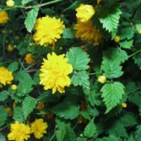 棣棠、迎春、紅葉小檗、金葉女貞