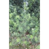 大量供應(yīng)羅漢松小苗（高50公分3元起）
