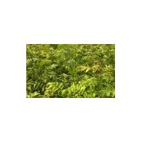 湖北供應青錢柳小苗、青錢柳種植基地、最新技術、圖片