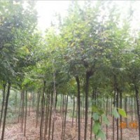 出售3公分榆樹10萬株
