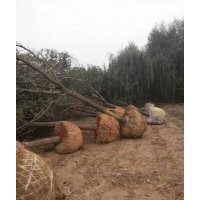 供應5公分毛白楊