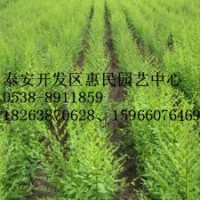 山東泰安榆樹苗批發價格