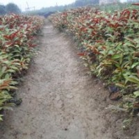 供應紅繼木、毛杜鵑、紅背桂等綠化苗