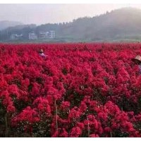 自產自銷美國紫嶶：紅火球、紅火箭、紅葉紫嶶小苗