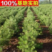 供應1-2年營養杯白皮松苗