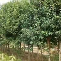 出售大葉女貞，銀杏，紫薇，木槿華山松樹種