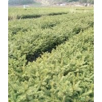 出售：30--60公分云杉、樟子松杯苗及紅松小苗