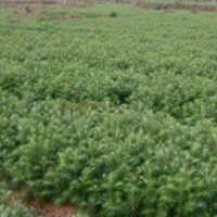 廣西融水今年自產20-30厘米良種杉木苗400萬株