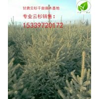 云杉樹冠好甘肅云杉在哪里甘肅云杉低價出售