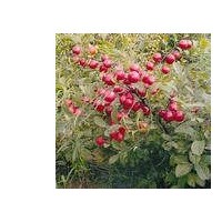山西鈣果苗木，該果苗價格，農大鈣果7號，8號