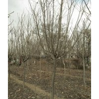 供應七葉樹定植苗